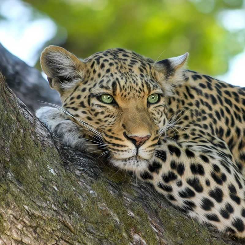 Wildlife Tours in Sri Lanka